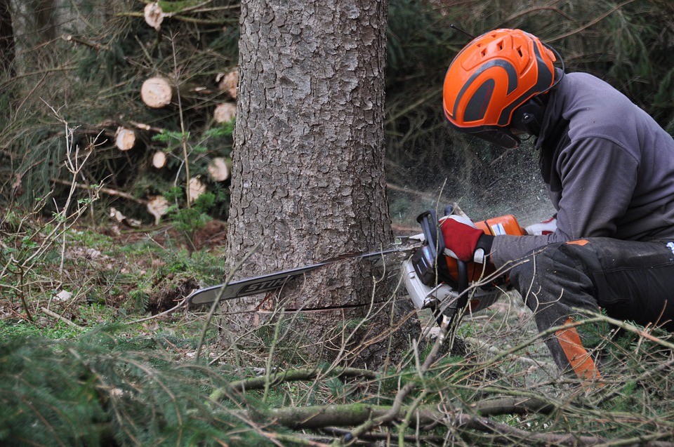 forestry-4272923_960_720